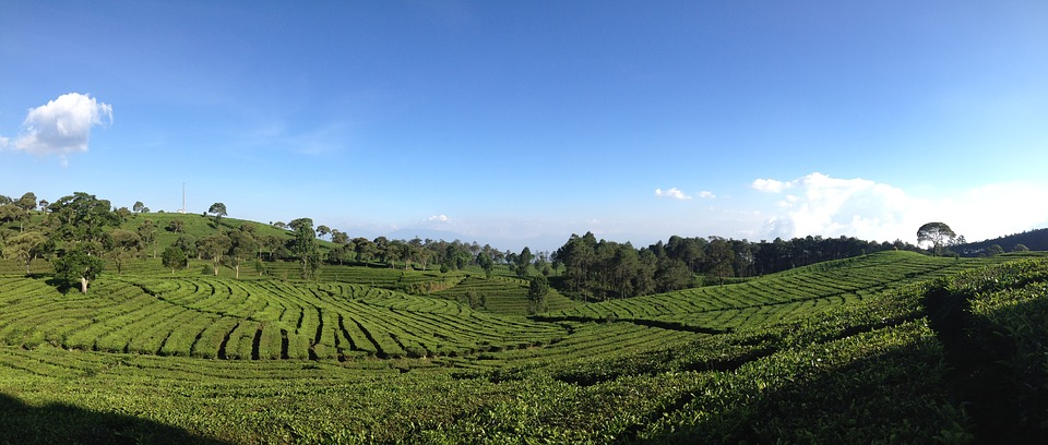 مزارع الشاي